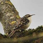 Short-toed Treecreeper