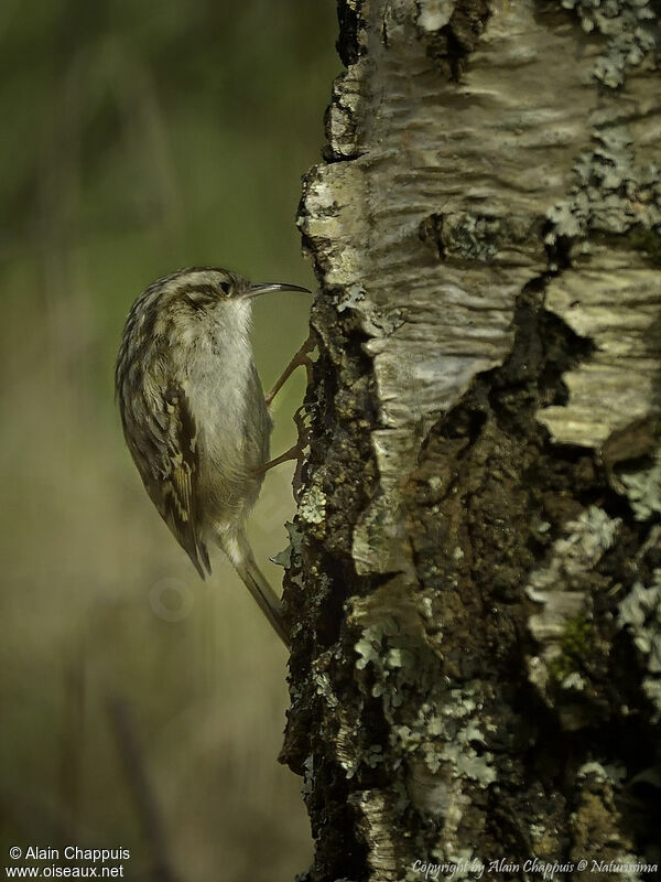 Short-toed Treecreeperadult, identification, close-up portrait, habitat, eats