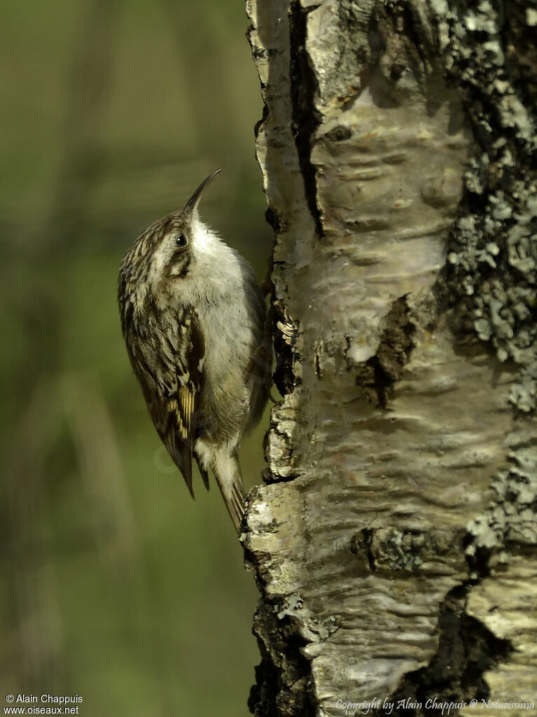 Grimpereau des jardinsadulte, identification, portrait, habitat, mange