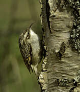 Short-toed Treecreeper