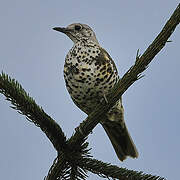 Mistle Thrush