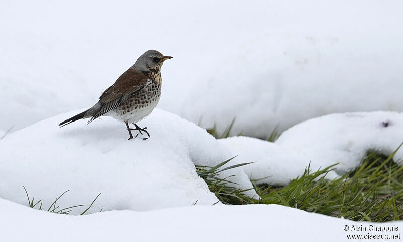 Fieldfareadult post breeding, identification, Behaviour