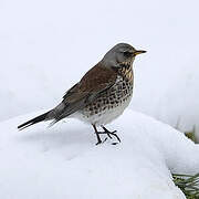 Fieldfare