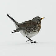 Fieldfare