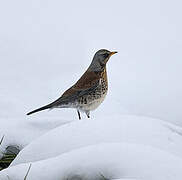 Fieldfare