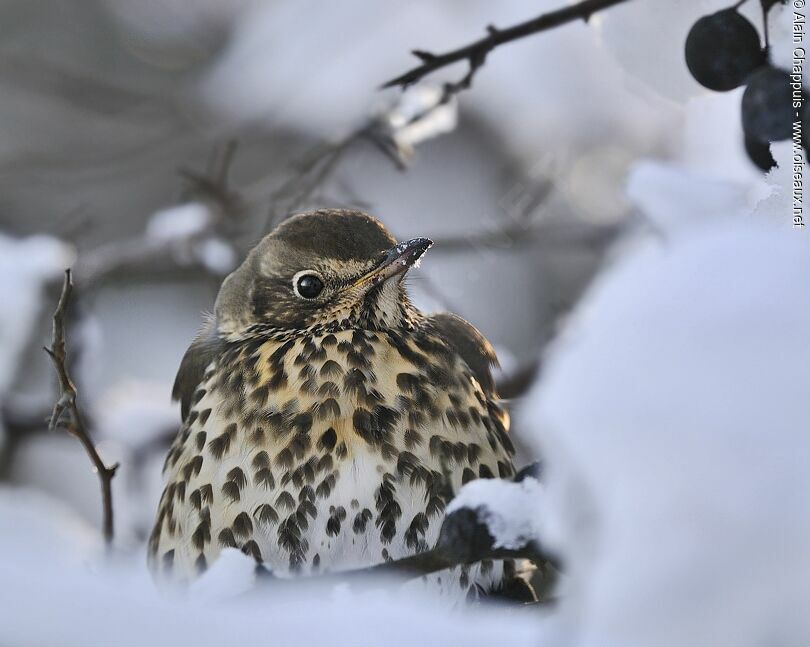 Song Thrushadult post breeding, identification, feeding habits