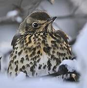 Song Thrush