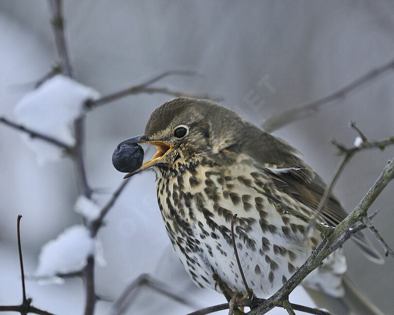 Song Thrushadult post breeding, identification, feeding habits, Behaviour