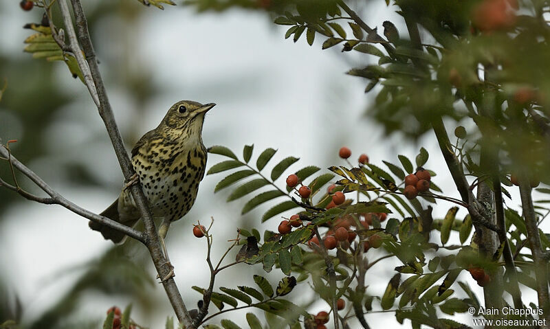 Song Thrushadult, identification, feeding habits, Behaviour