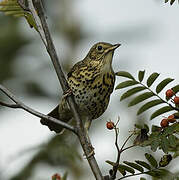 Song Thrush