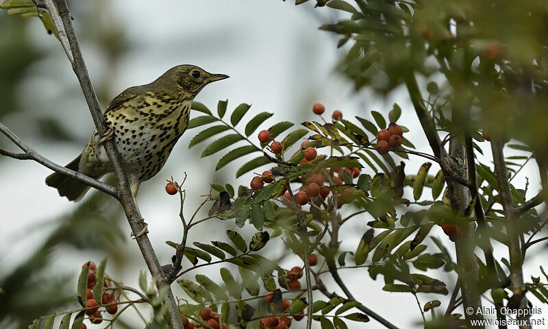 Song Thrushadult, identification, feeding habits, Behaviour