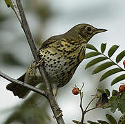 Song Thrush