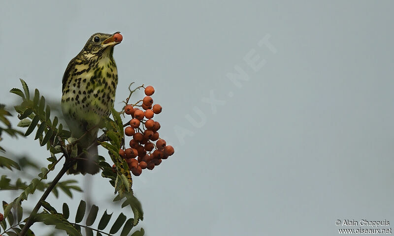 Song Thrushadult, identification, feeding habits, Behaviour