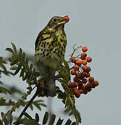 Song Thrush