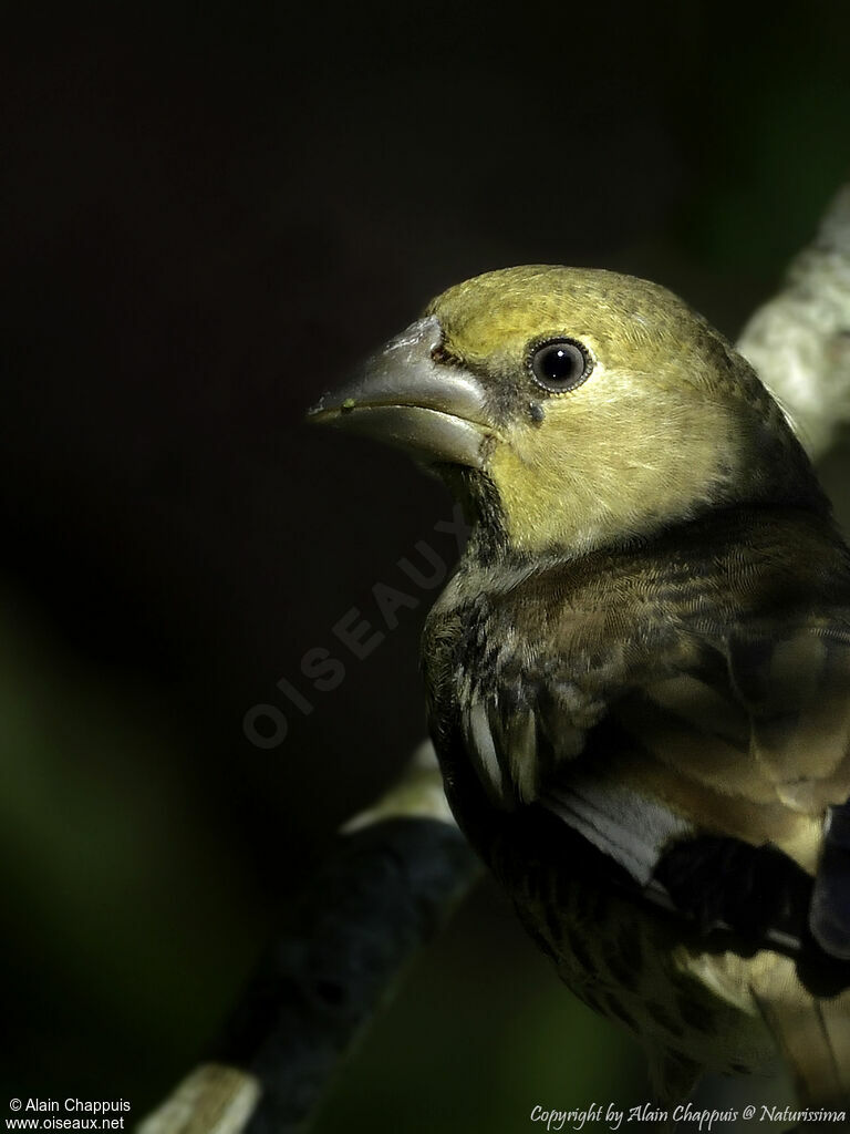 Grosbec casse-noyauxjuvénile, identification, portrait