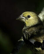 Hawfinch