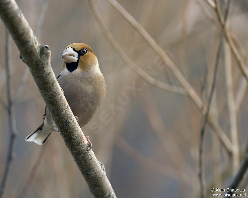 Hawfinch male adult post breeding, identification, Behaviour