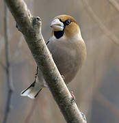 Hawfinch