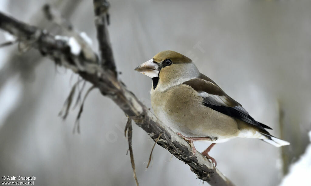 Grosbec casse-noyaux mâle adulte, identification, Comportement