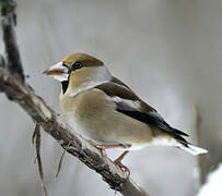 Hawfinch