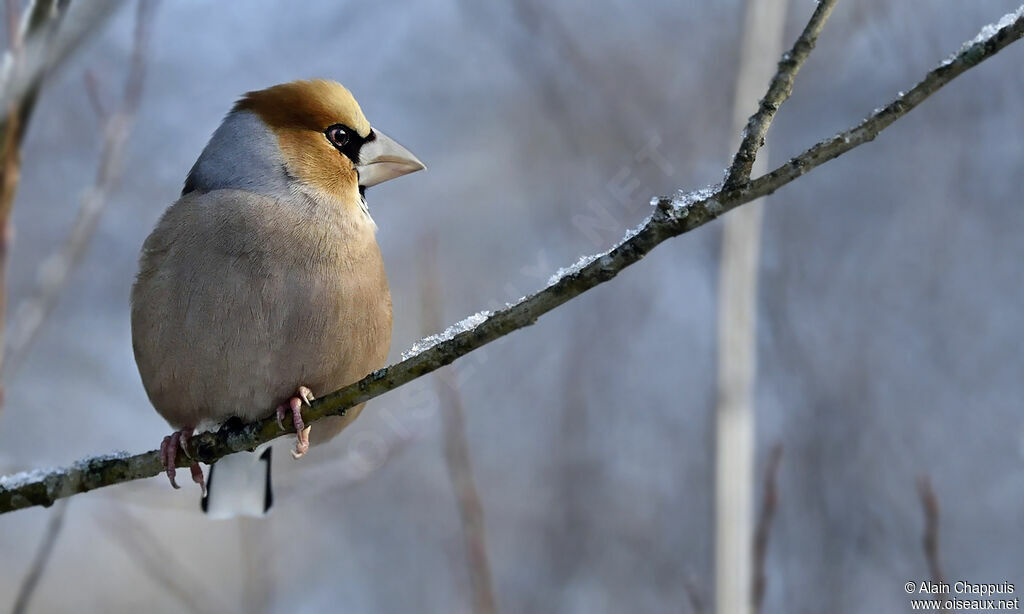 Hawfinch male adult, identification, Behaviour