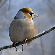 Hawfinch