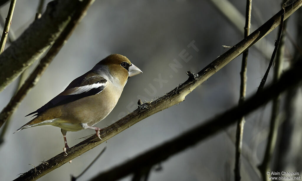 Hawfinch male adult, Behaviour