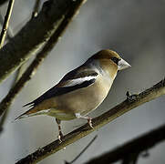 Hawfinch