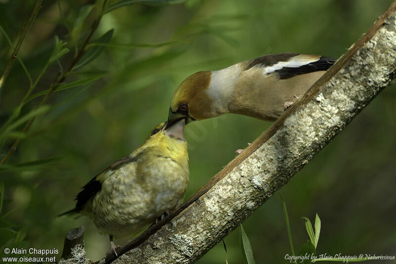 Hawfinch male adult, habitat, Reproduction-nesting