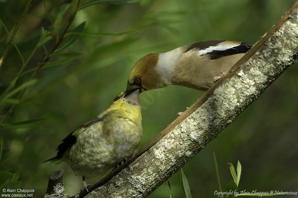 Hawfinch male adult, habitat, Reproduction-nesting