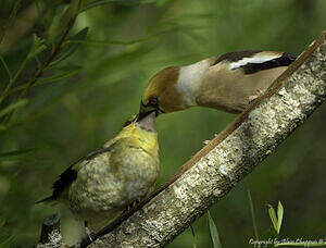 Oiseaux indigènes forestiers: Le Grosbec casse-noyaux