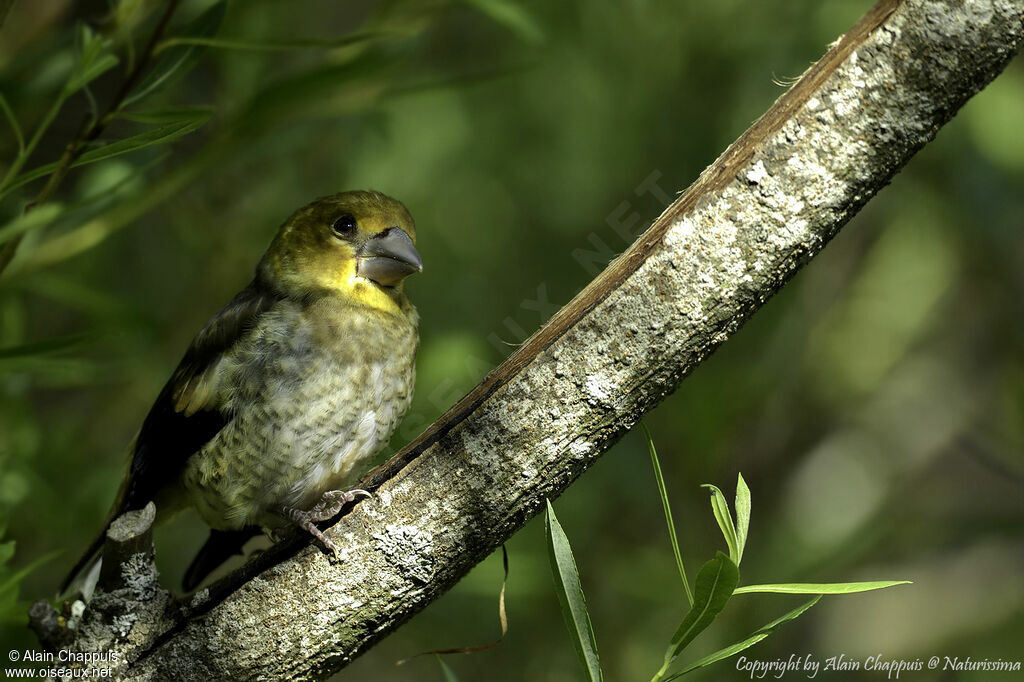 Hawfinchjuvenile, identification