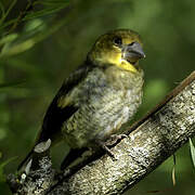 Hawfinch