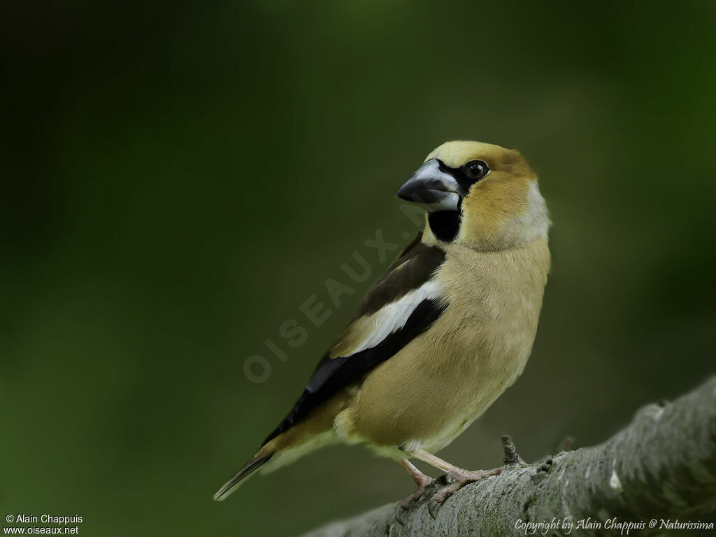 Hawfinch male adult, identification, close-up portrait