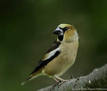 Hawfinch