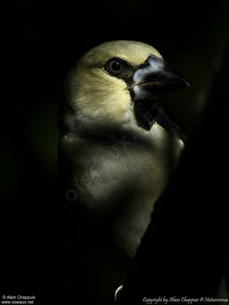 Hawfinch male adult, close-up portrait