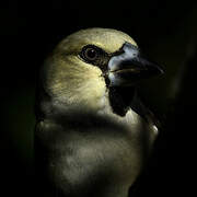 Hawfinch