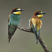 European Bee-eater