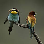 European Bee-eater