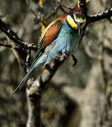 European Bee-eater