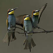 European Bee-eater