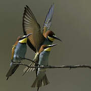 European Bee-eater