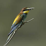 European Bee-eater