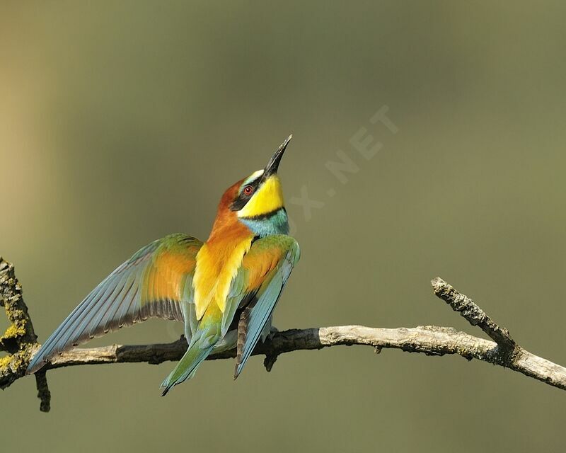 European Bee-eater