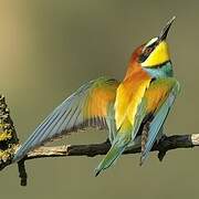 European Bee-eater