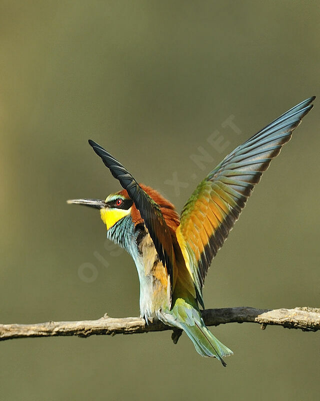 European Bee-eater