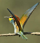 European Bee-eater