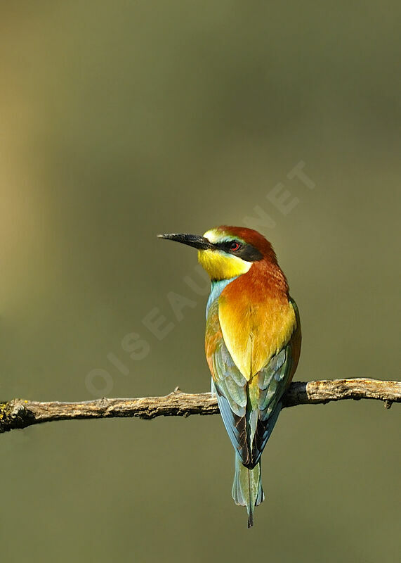 European Bee-eater, identification