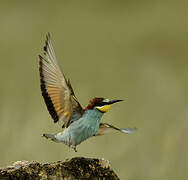 European Bee-eater