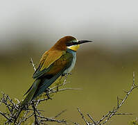 European Bee-eater